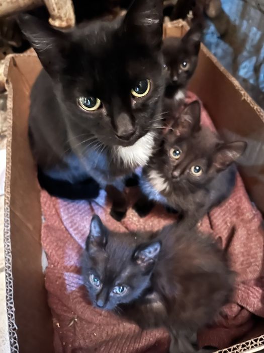 Отдам котят,в хорошие добрые руки,к лотку приучены,кушают все,