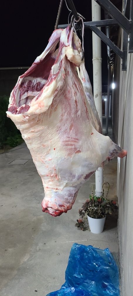 Qassob serviz. Qo'y va qassob xizmatlari. Овцы и мясная услуга.