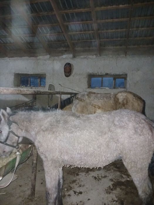 Жабағы Гарантия есть