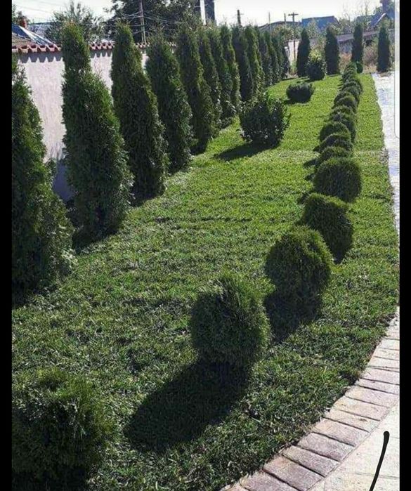 Tuia smarald plante de gradina