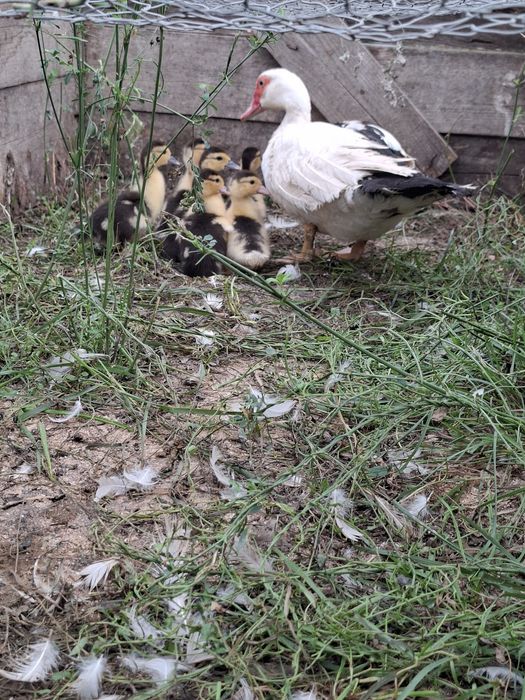 Vand un lot de 30 de pasari(4 cocosi tineri de casa +26 de rate mute)