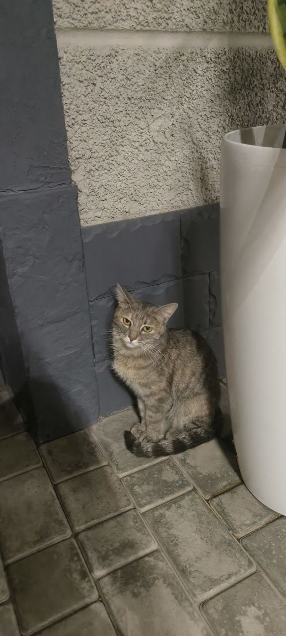 Ищем хозяина для кота
