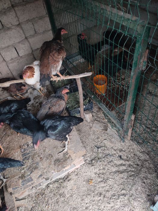 дакан товукла 22 та