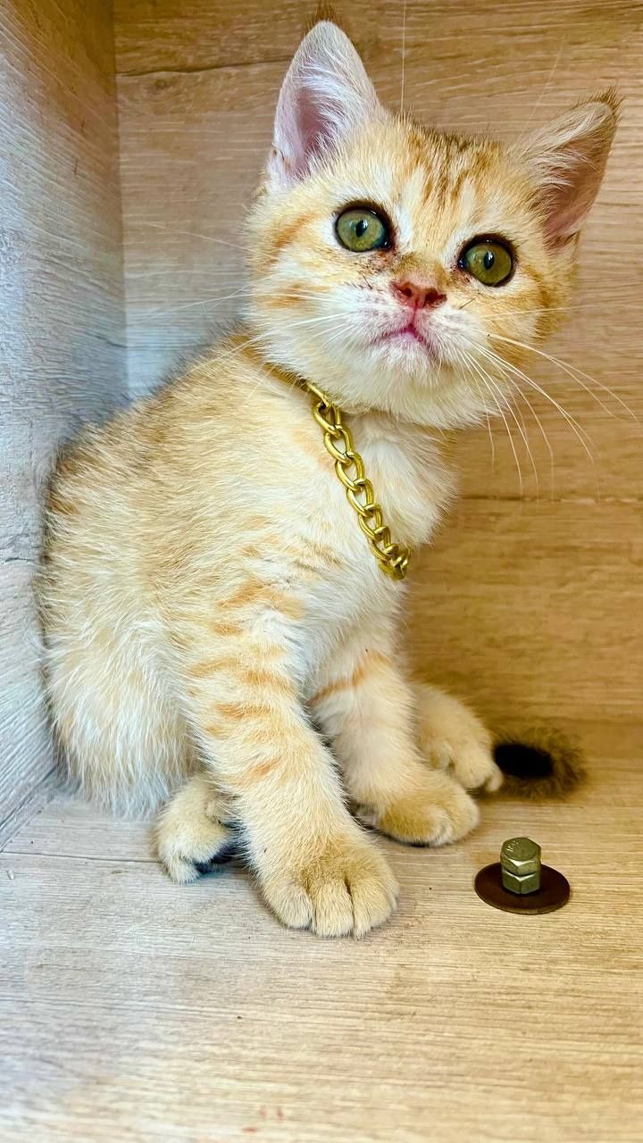 Zalatistiy shinshila tabby sotiladi