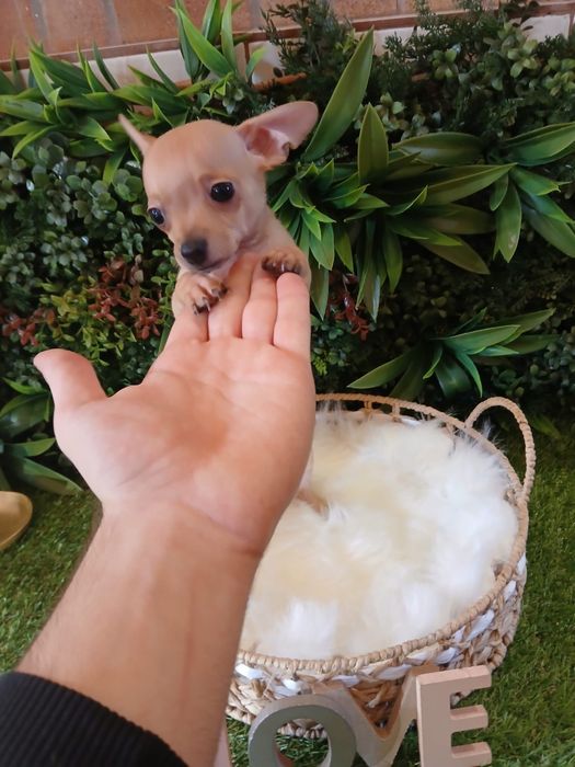 Chihuahua- 2 luni - Carnet de sanatate