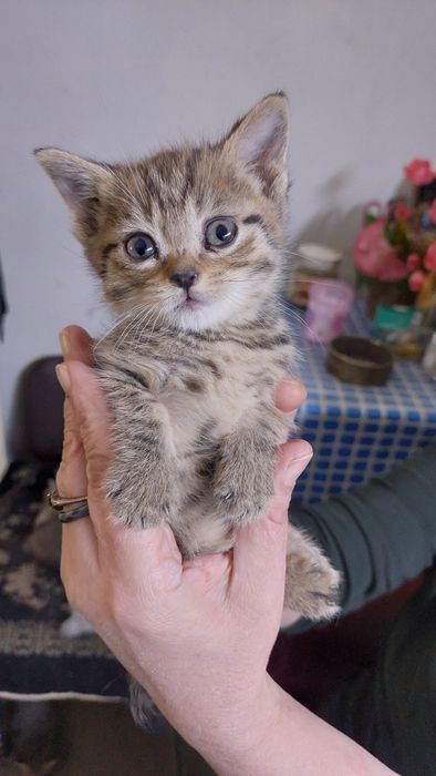 Британские котята.г.Шымкент.