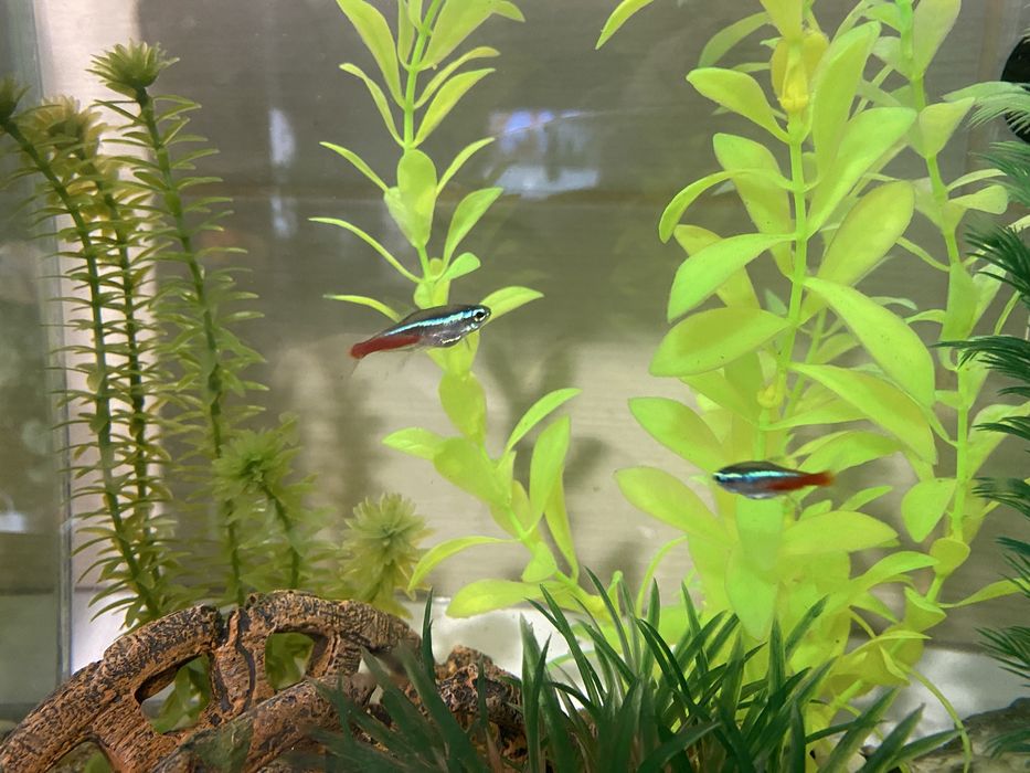 Vand gupii si pesti neon