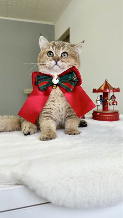 Baietel British Shorthair Chinchilla Gold - cu certificat pedigree !