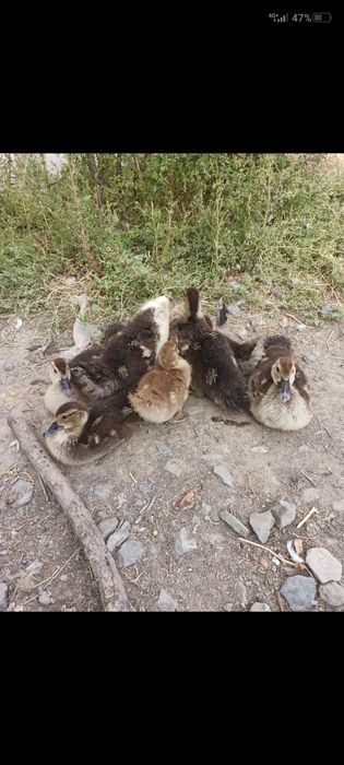 Продам индоуток утята 2 месяца