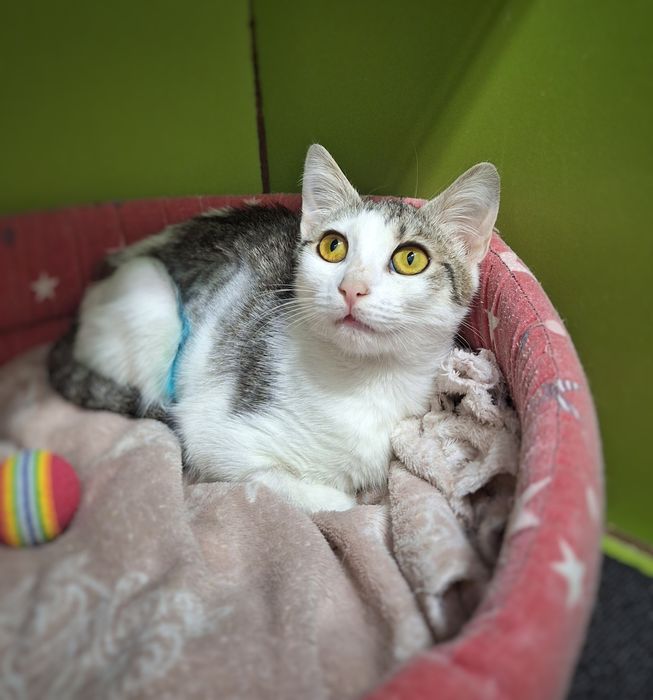 Pisica Miki îți va fi forever grateful dacă o adopți