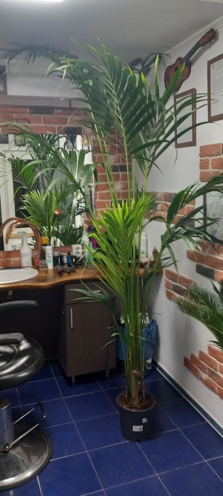 Palmier Kentia Areka .plante verzi exotice  birou
