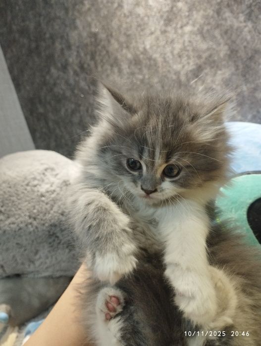 Mushukcha zudlik bilan sotiladi