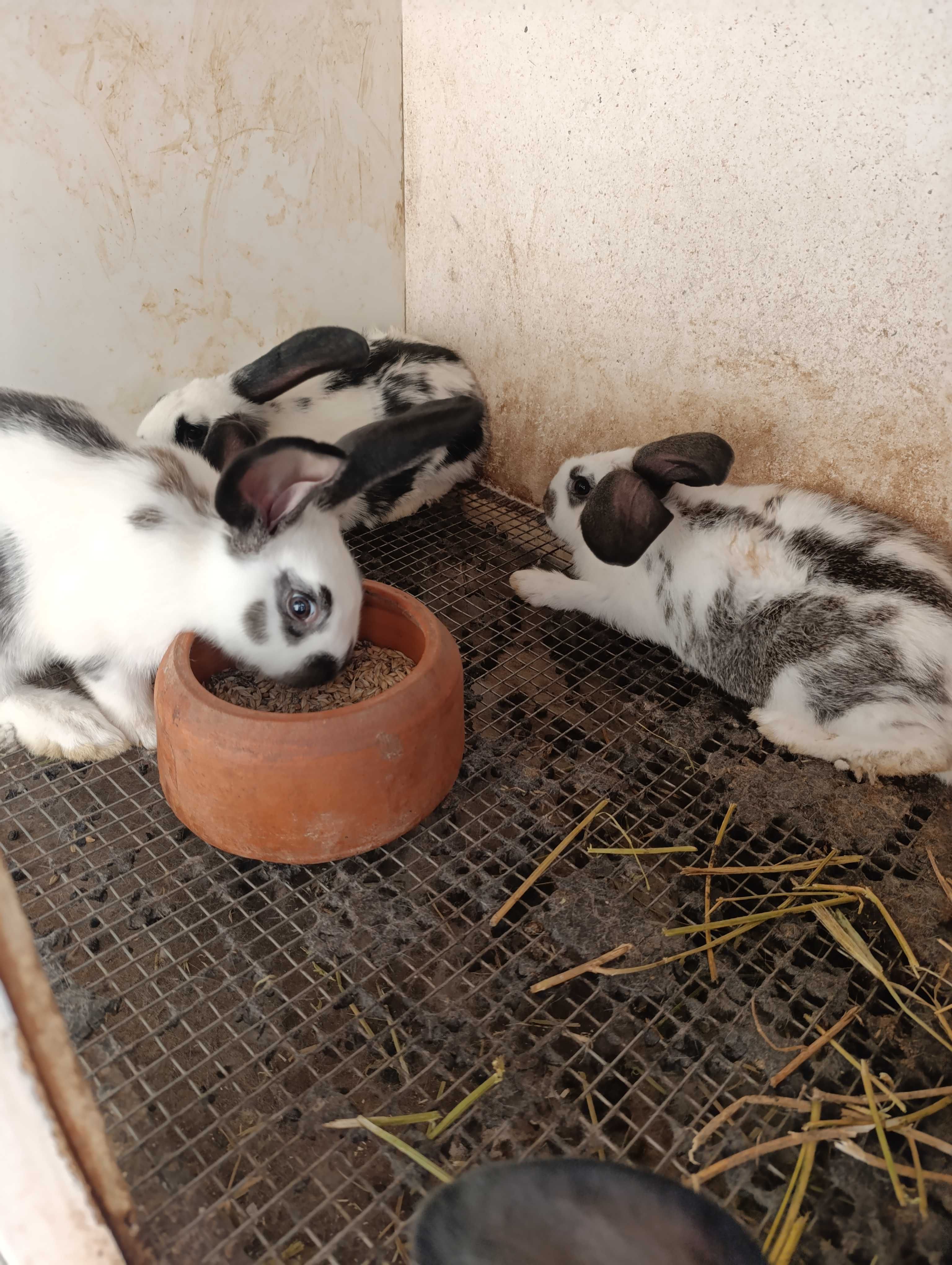 Продавам зайци 5 месеца.