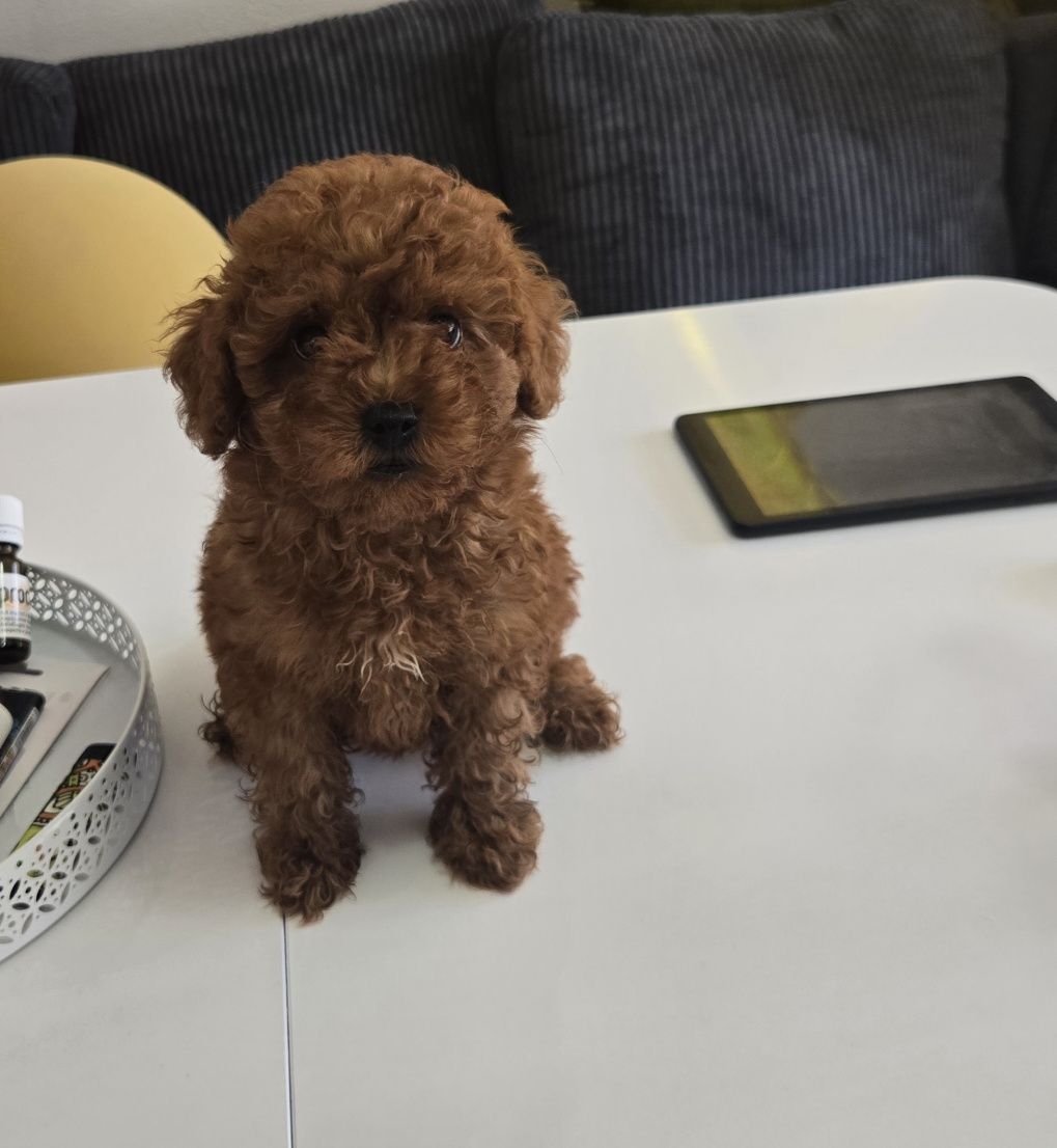 Пудел той Poodle toy с родословие