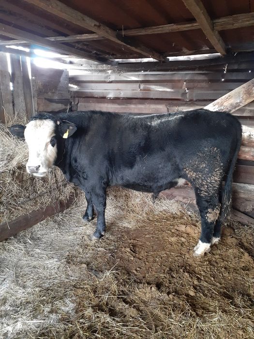 Бычек 1год 9месяцев