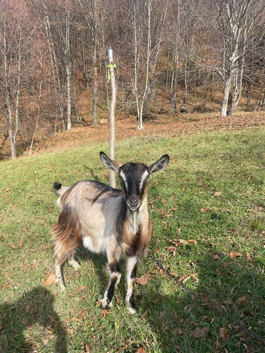 Vând capre cu țap