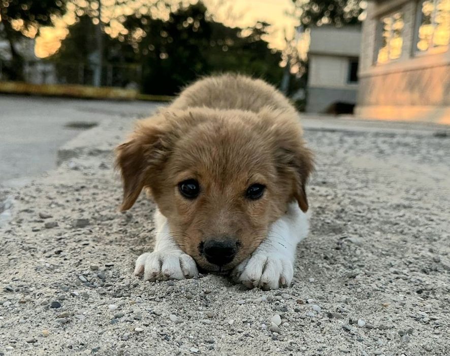 Se oferă spre adopție