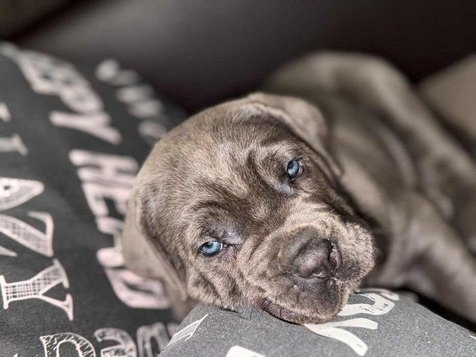 Cane Corso pui Părinți Campioni Arbitrați ACHR FCI