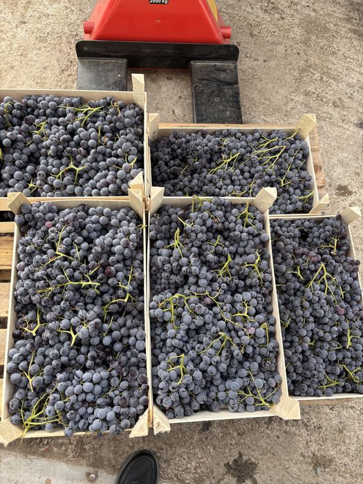 Vand struguri se masa MUSCAT de ADDA ,productia 2025