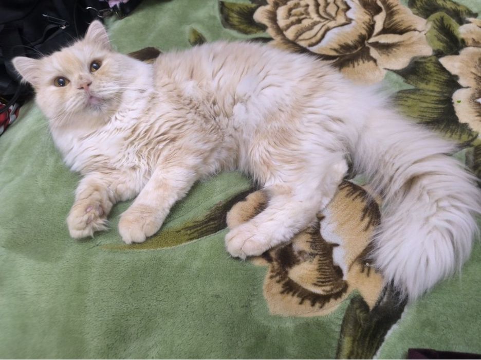 Приглашаем кошек на вязку