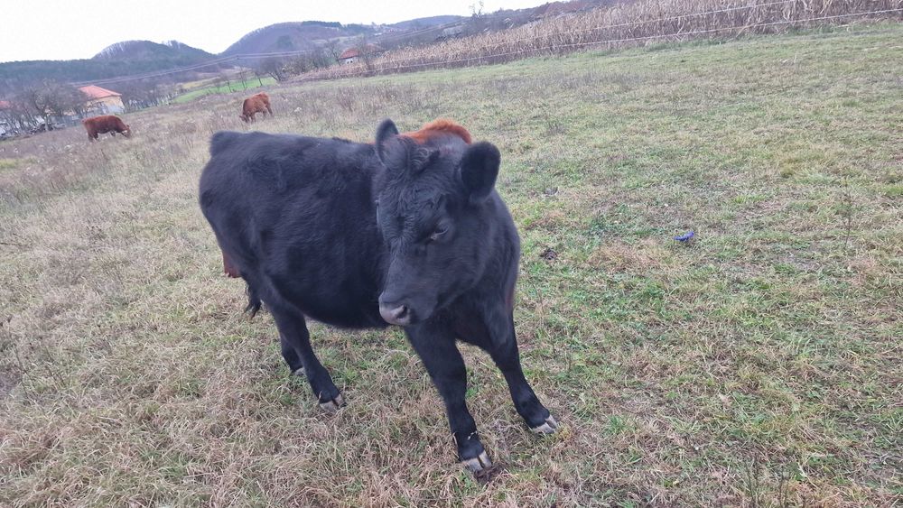 2 juninci angus si 5 vitele