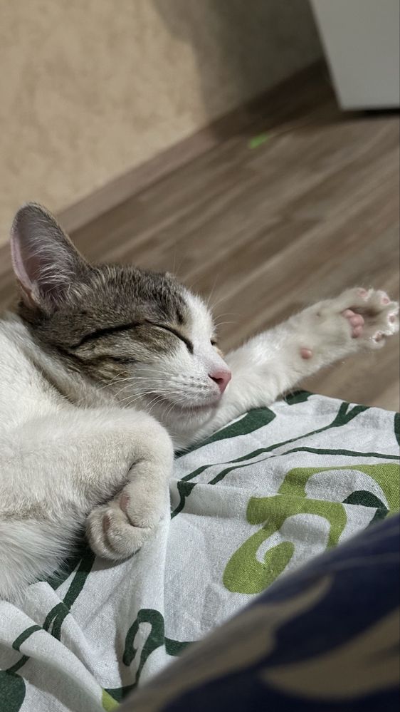 Продаётся котятт