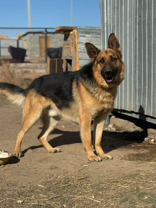 Чисто немецкая овчарка и щенки