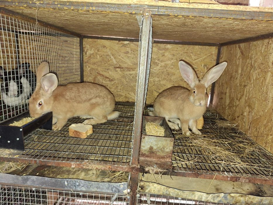 Iepuri hycole francez