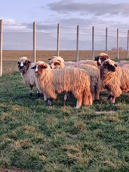 Vind 18 oi breze tinere cu nasul alb