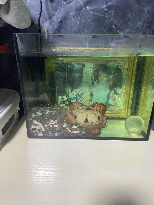 Продам аквариум с двумя рыбками