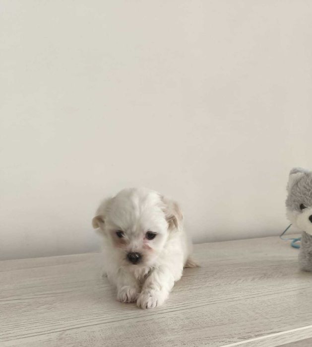 Bichon maltez talie mica