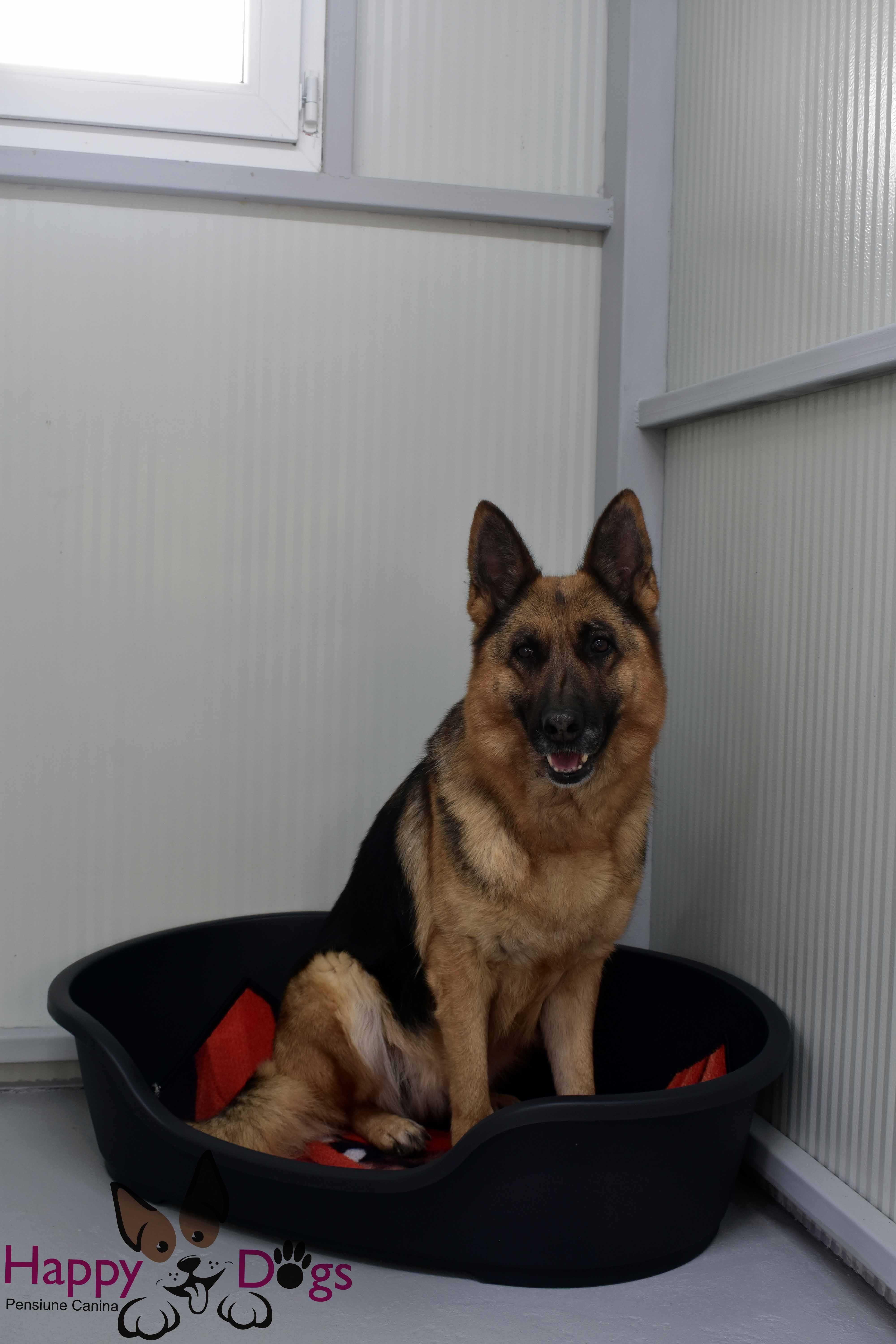 Kennel von Abgrund - Pet Sitting - Cazare