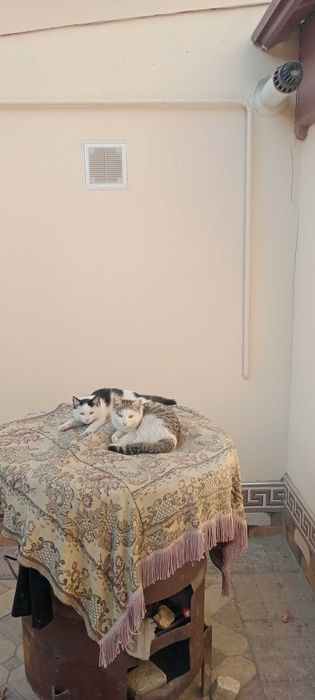 Мушуклар. Котята 4-мес.