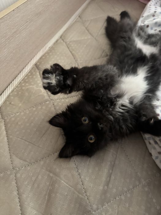 Бесплатно,девочка