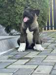 Akita American/Pedigree