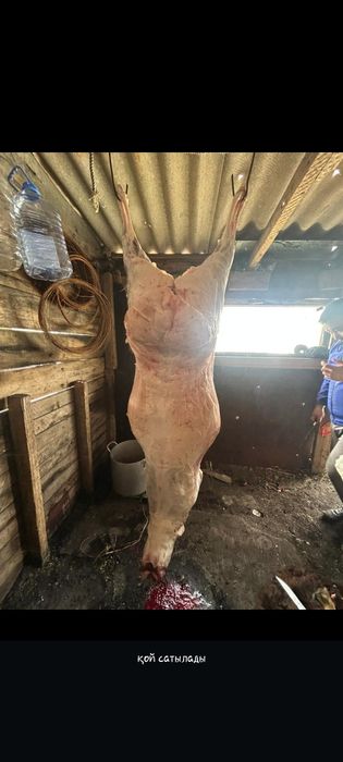 Семіз қойлар , сектер сатылады