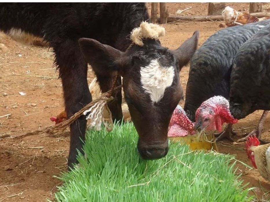 ГИДРОПОНИКА Климат контроль