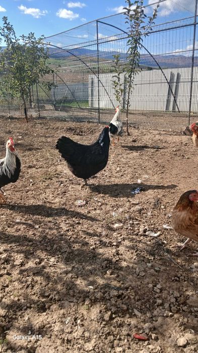 Vand gaini si cocosi de rasa