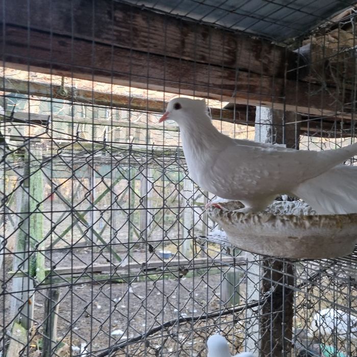 Porumbei diverse rase