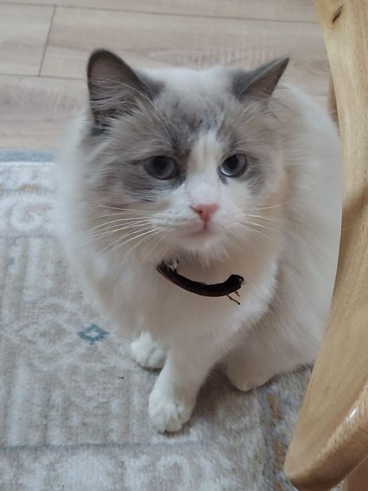 Отдам в добрые руки!