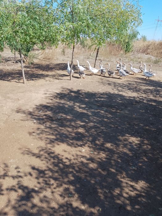 Vând gâște.      .