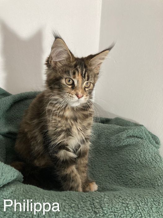 Мейн-куун котенца