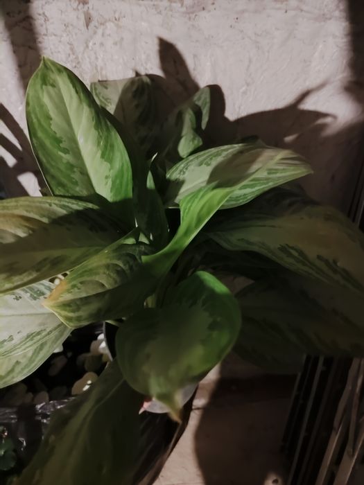 Аглаонема - декоративный цветок