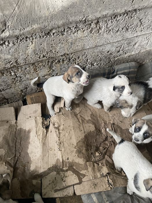 Отдадим в  хорошие руки