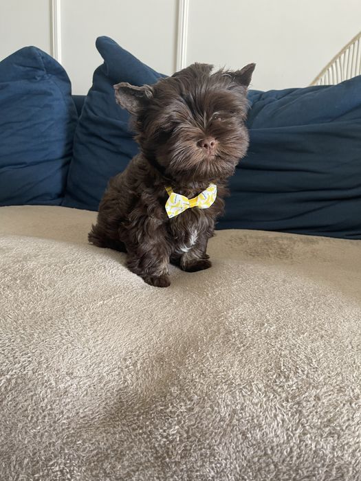 Pui adorabil Chocolate Yorkshire Terrier de vânzare!