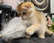 Pisicuță Scottish Fold Golden Chinchilla - ASYA