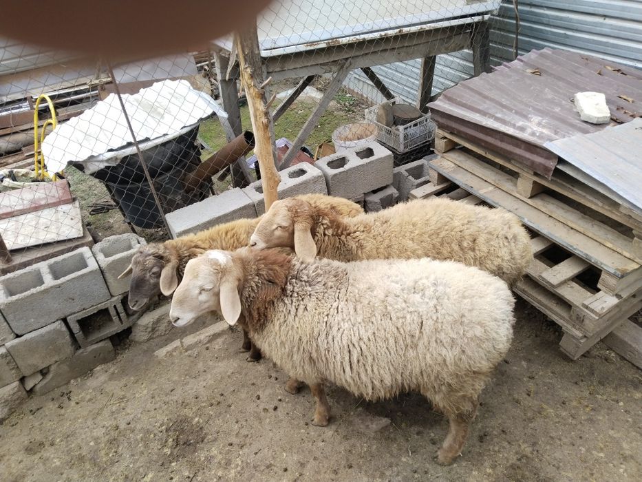 Продам домашних жирных баранов стоят на откорме уже давно.