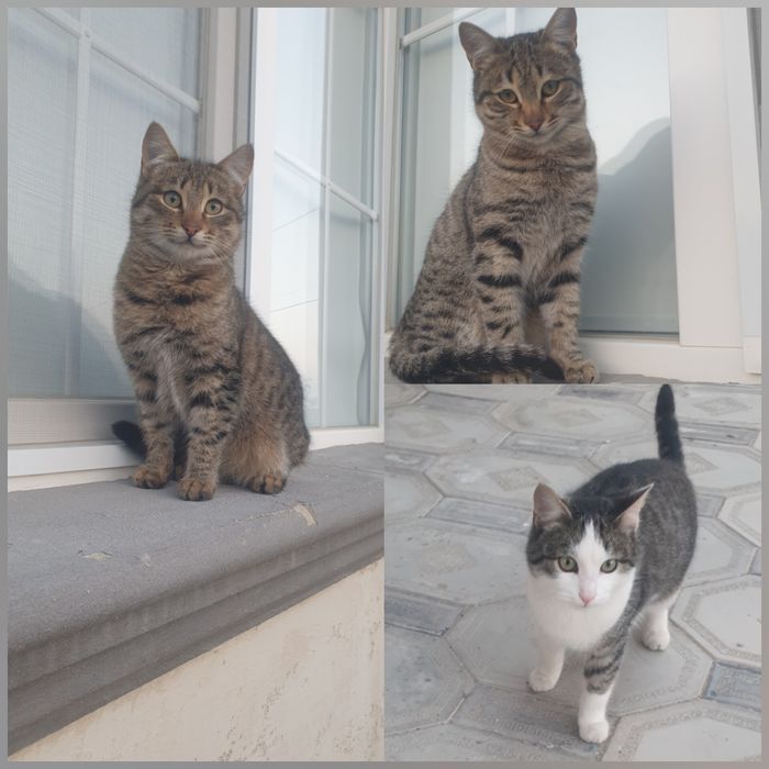 Отдам в добрые руки