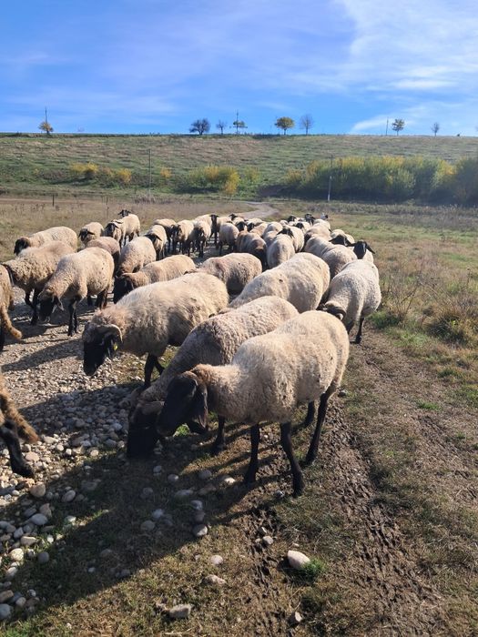 Vand 100 de oi carabase pure bune de prasila