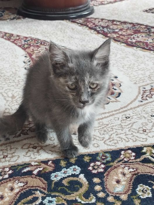 Skotch/fold mushuk sotiladi